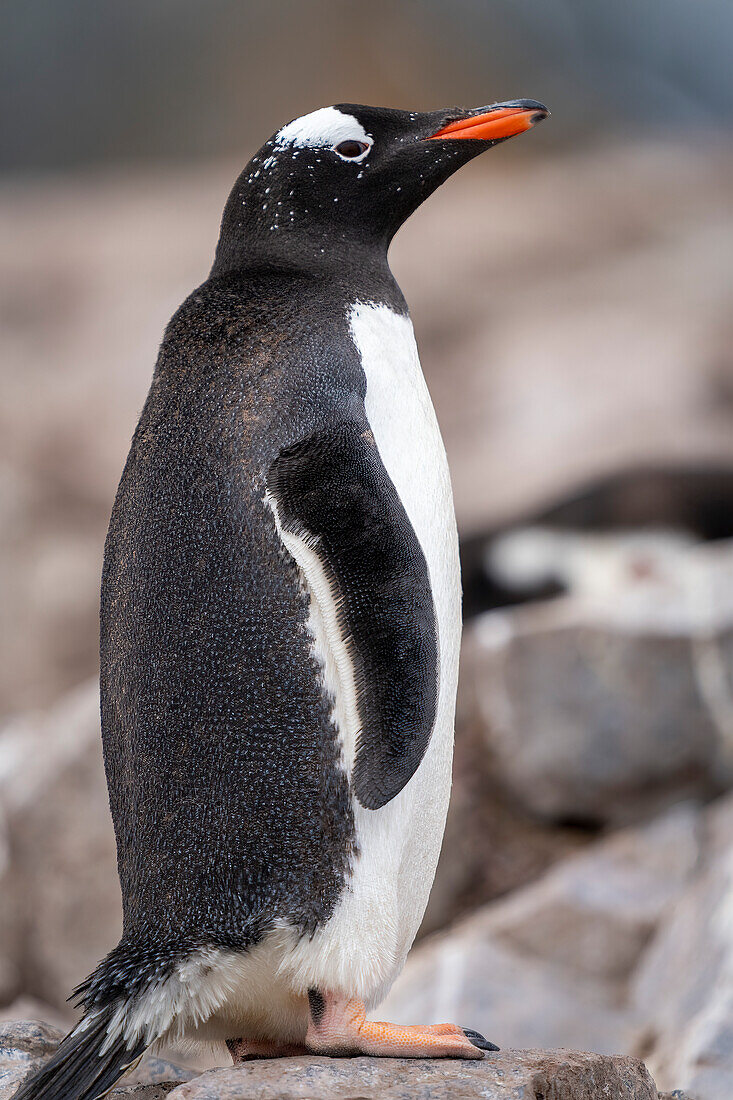 Portrait of a gentoo penguin (Pygoscelis papua) stands on rocks, facing right and eyeing the camera; Cuverville Island, Antarctica