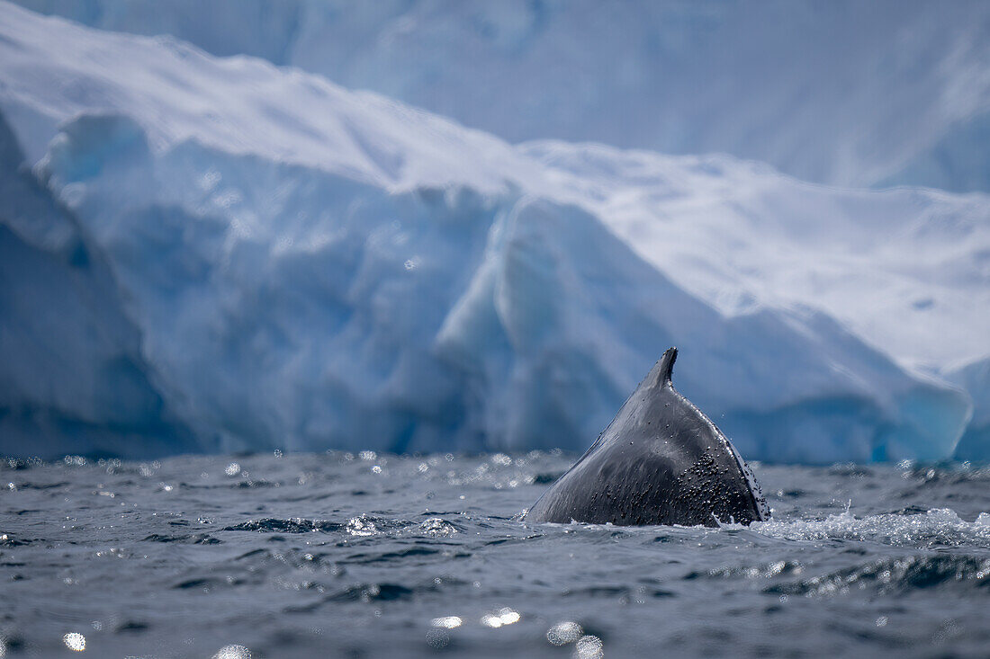 Buckelwal (Megaptera novaeangliae) taucht bei Sonnenschein in der Nähe eines Eisbergs vor Enterprise Island auf; Wilhelmina Bay, Antarktis