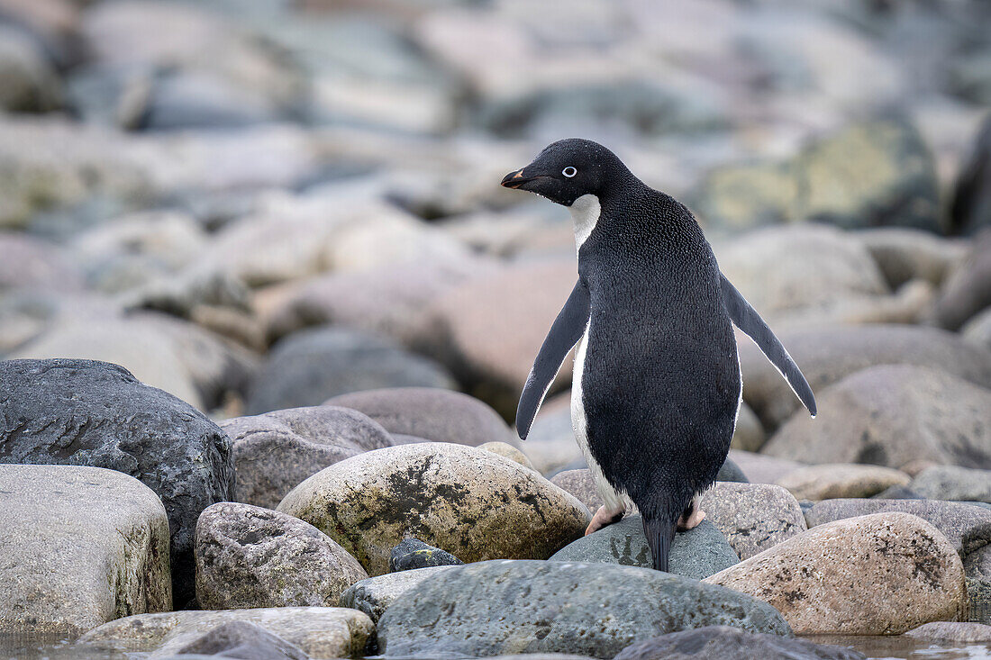 Portrait of an Adelie penguin (Pygoscelis adeliae) standing on rocks on a shingle beach, looking back over its shoulder; Cuverville Island, Antarctica