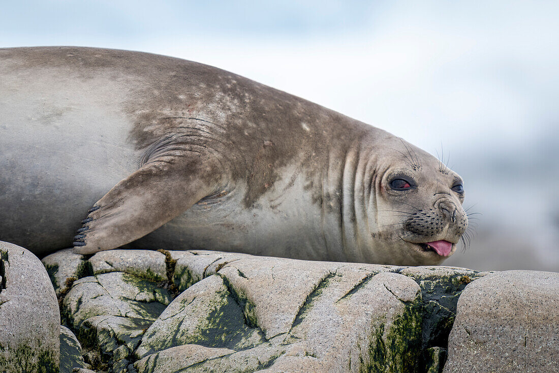 Close-up portrait of an elephant seal (Mirounga leonina) lying on the rocks with its tongue lolling; Charlotte Bay, Antarctica