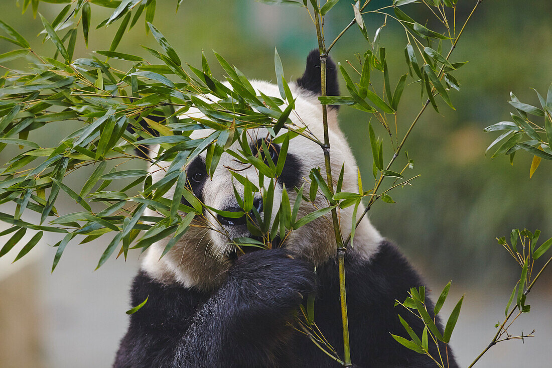 Nahaufnahme eines Großen Pandas (Ailuropoda melanoleuca) beim Fressen von Bambusblättern im Zoo von Shanghai; Shanghai, Changning District, China