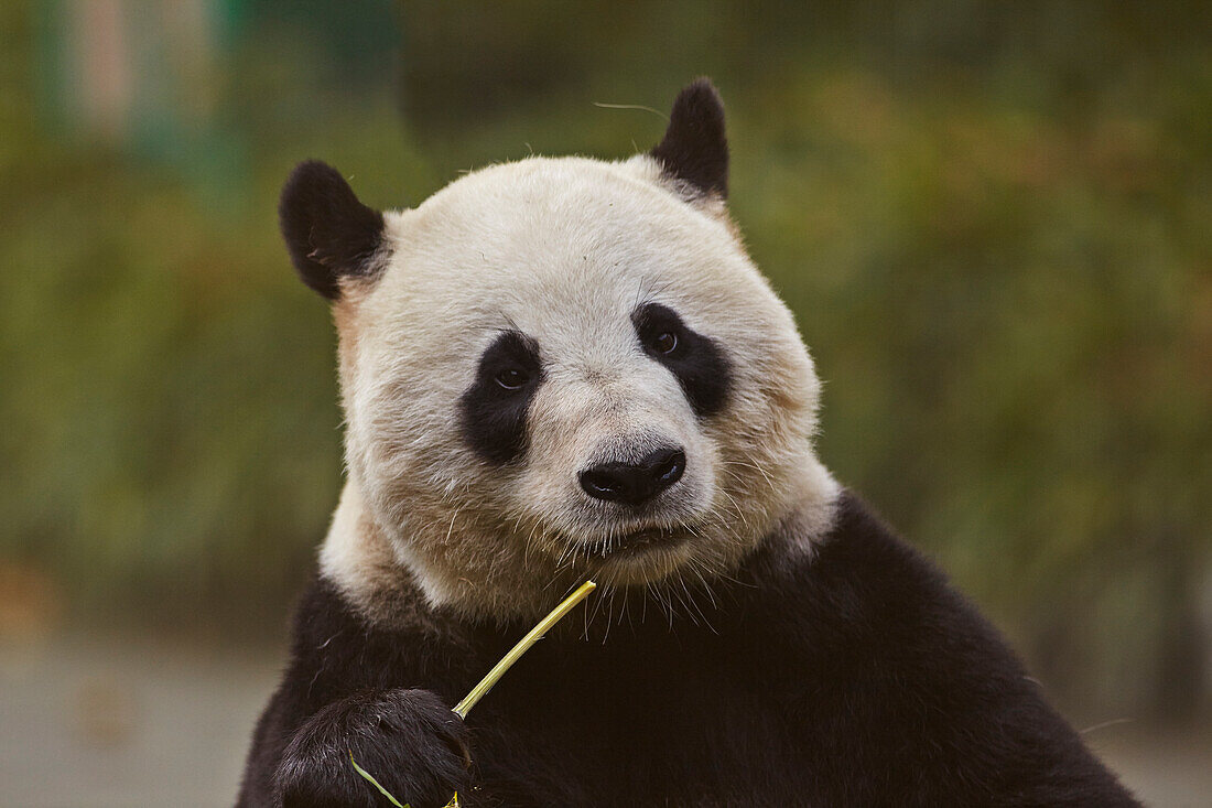 Close-up portrait of a Giant Panda (Ailuropoda melanoleuca) eating bamboo stem in the Shanghai Zoo; Shanghai, Changning District, China