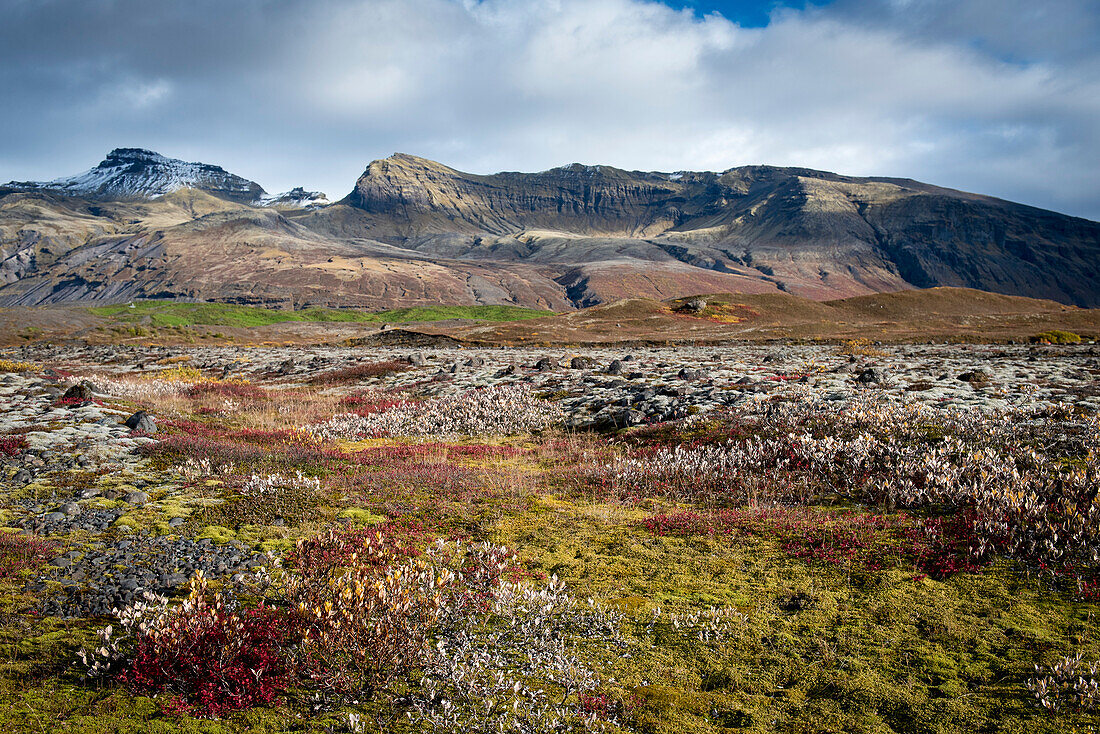 Buntes Moos und Sträucher auf der Tundra mit Bergspitzen im Hintergrund; Island