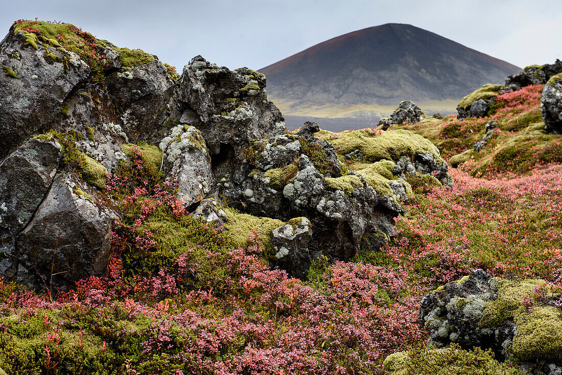 Blick auf einen Vulkan mit bunten Sträuchern und moosbewachsenen Felsen in der Tundra im Vordergrund; Island