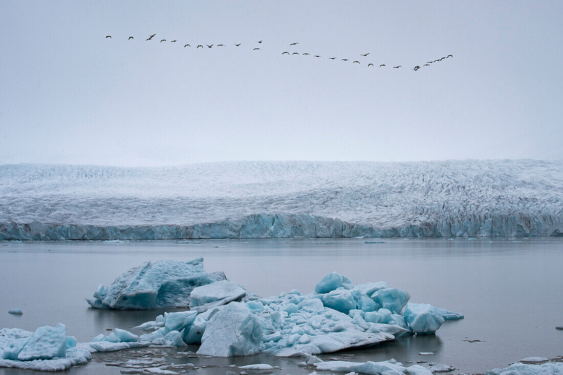 Vogelschwarm fliegt über Lagune bei Schneefall mit blauem Eisberg in der Jokulsarlon Gletscherlagune an einem nebligen Tag; Vatnajokull National Park, Island