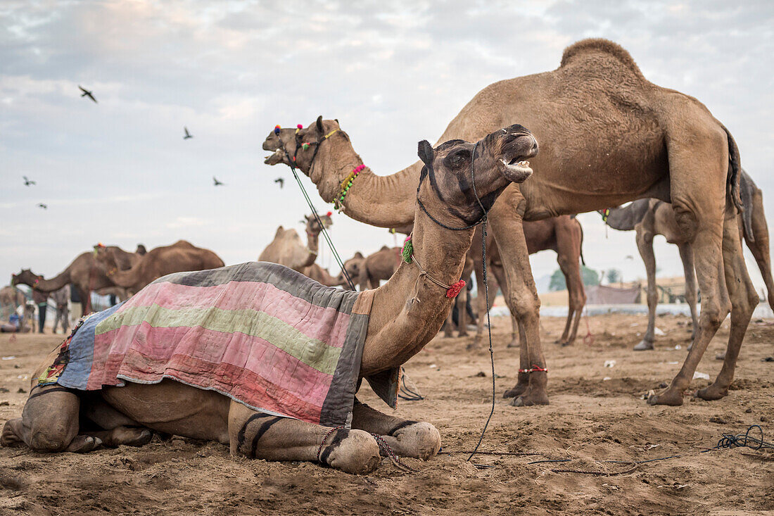 Kamele (Camelus) auf der Puskar Kamelmesse; Pushkar, Rajasthan, Indien