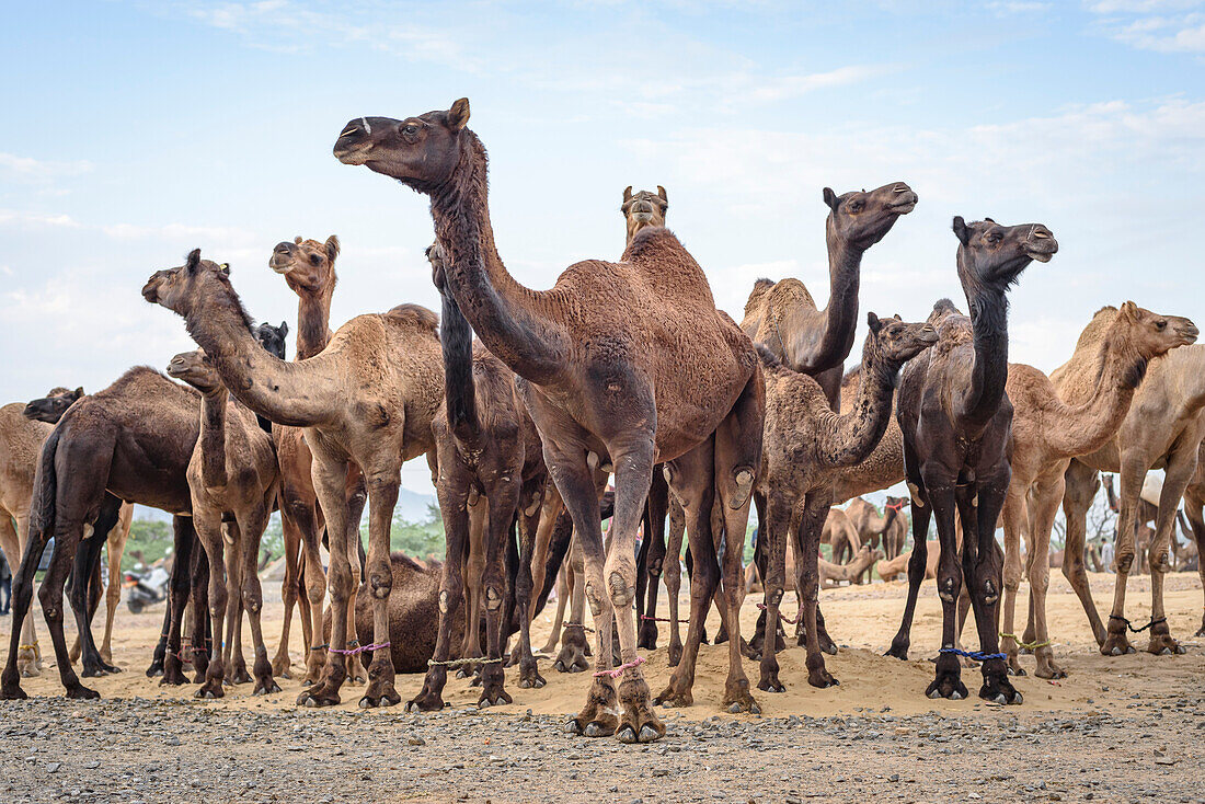 Camels (Camelus) in a group on display at the Puskar Camel Fair; Pushkar, Rajasthan, India