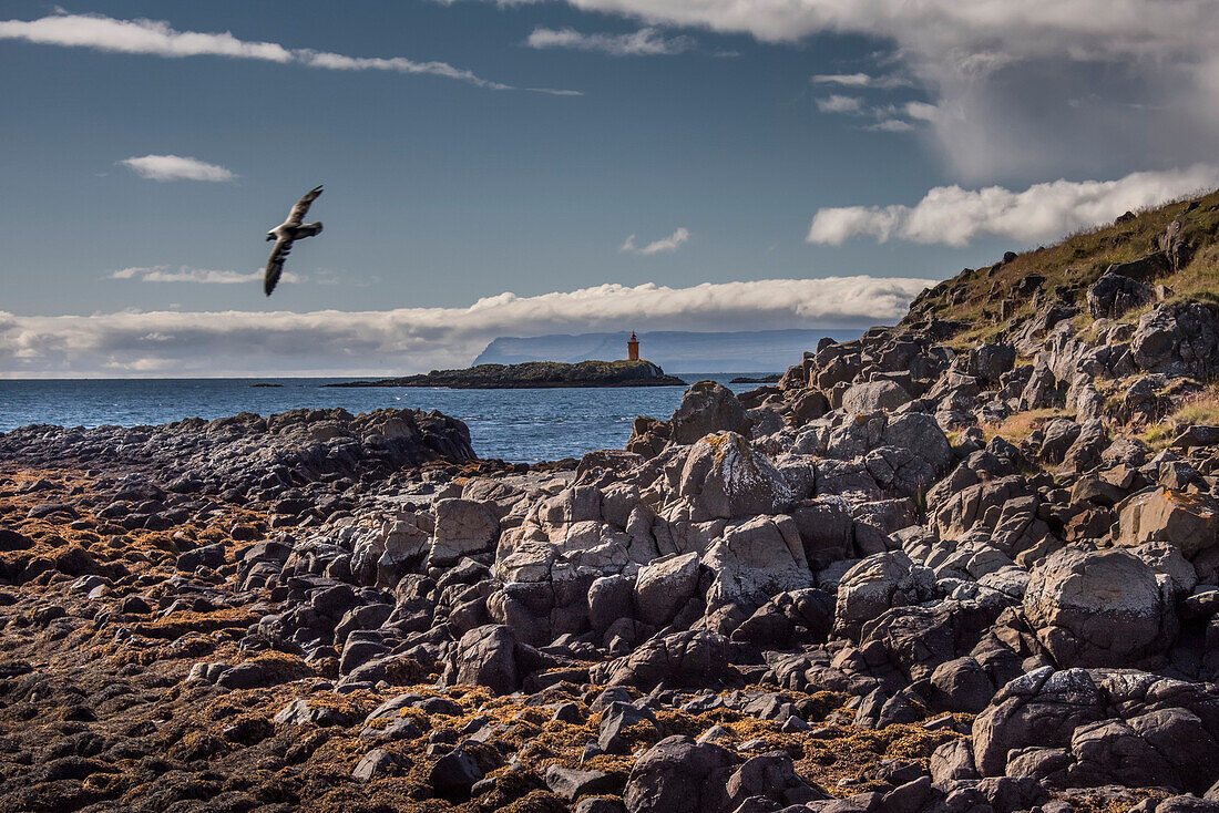 Seabird flying over a rocky beach on Flatey Island, part of a cluster of about forty large and small islands and islets located in Breiðafjörður on the northwestern part of Iceland with Klofningur Lighthouse in the background; Western Islands, Iceland