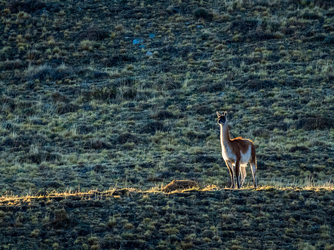 Sentry on the look out, a guanaco (Lama guanicoe) standing guard overlooking the landscape and watching for predators at twilight; Torres del Paine National Park, Patagonia, Chile