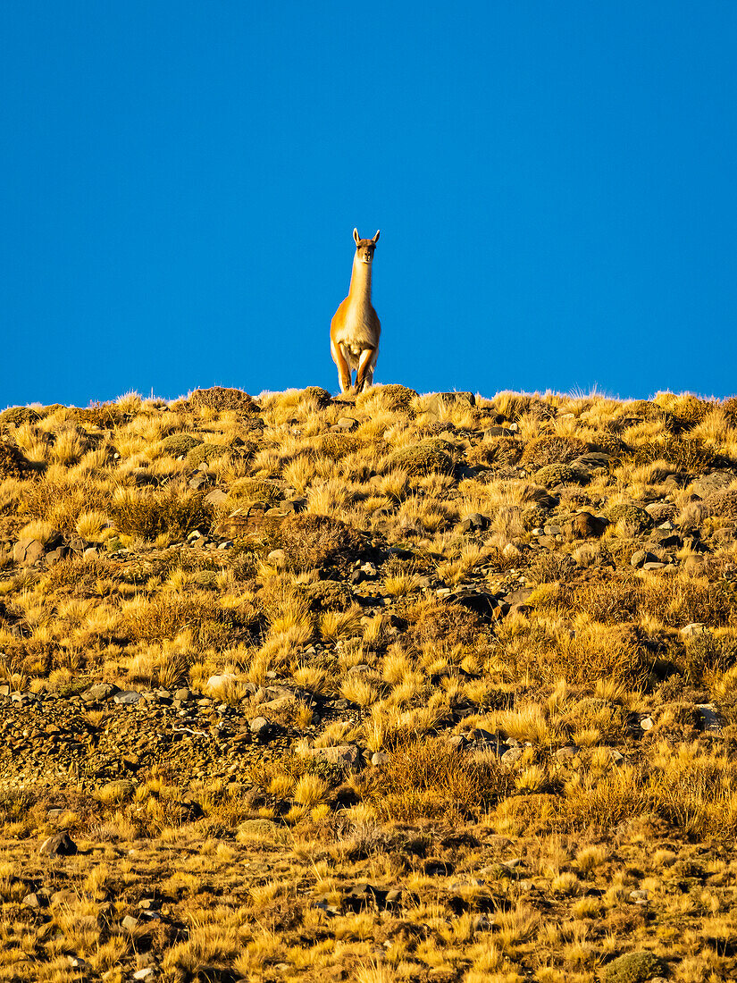 Hilltop sentry on the look out, a guanaco (Lama guanicoe) standing guard overlooking the landscape and watching for predators against a blue sky at twilight; Torres del Paine National Park, Patagonia, Chile