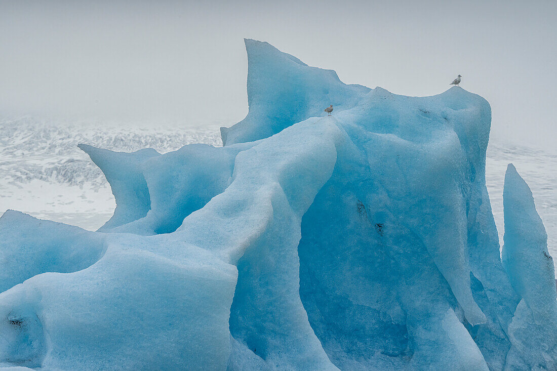 Seevögel sitzen auf der Spitze eines schönen, blauen Eisbergs in den Gletschergewässern der J?s???lacier Lagoon, am Südende des berühmten isländischen Gletschers Vatnaj?l in Südisland; Südisland, Island