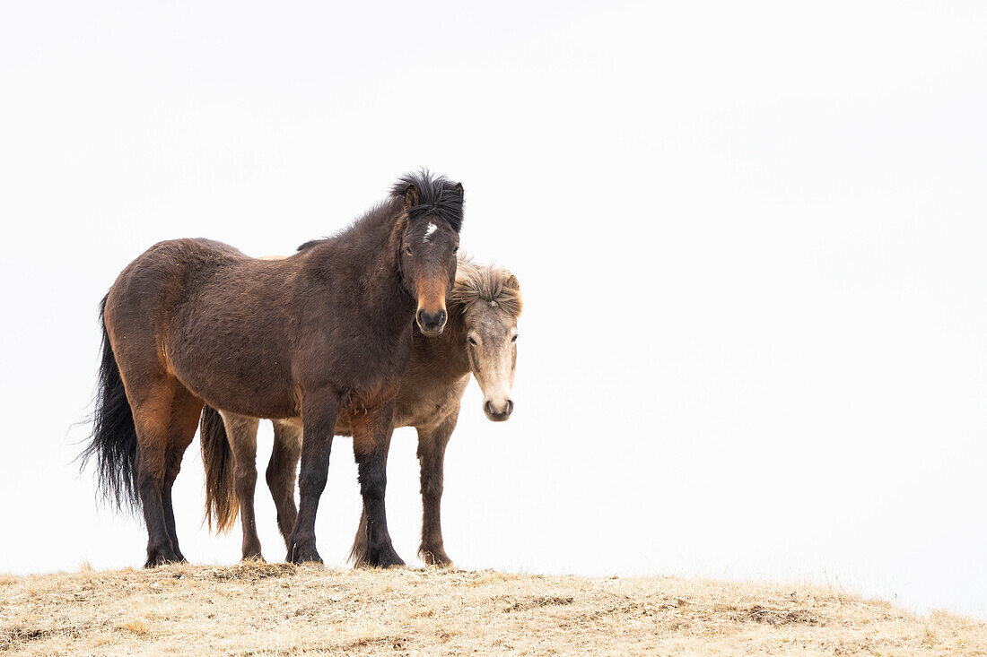 Icelandic horses standing in the amazing landscape of Iceland; Iceland