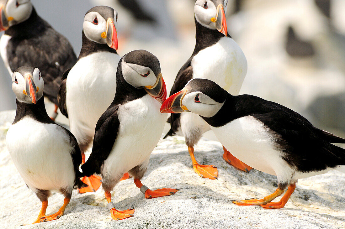 A group of Atlantic puffins on a rock outcropping.; Machias Seal Island, Maine.