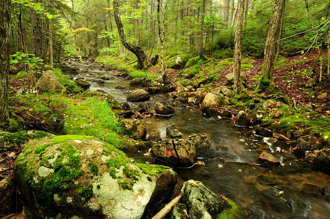 Scenic view of a rocky stream and forest.; Acadia National Park, Mount Desert Island, Maine.