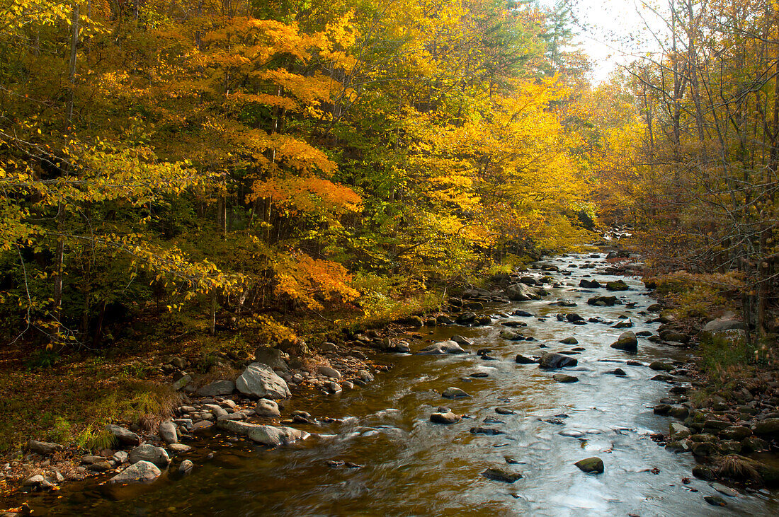 Ein Bach fließt durch einen herbstlich gefärbten Wald in den Great Smoky Mountains; Great Smoky Mountains National Park, North Carolina.