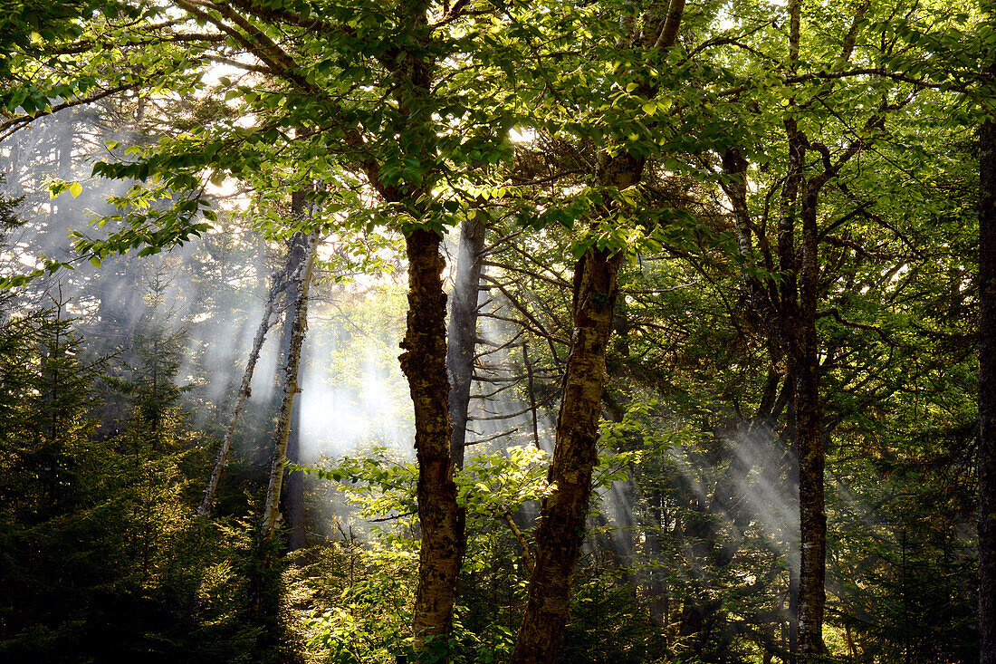 Lichtstrahlen durchdringen Birken im Fundy National Park.; Point Wolfe Campground, Fundy National Park, New Brunswick, Kanada.