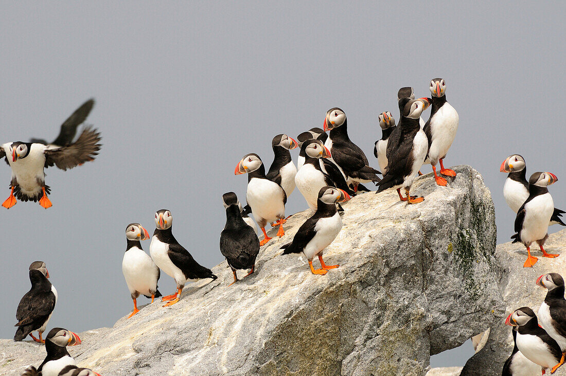 A cluster of Atlantic puffins on a rock outcropping.; Machias Seal Island, Maine.