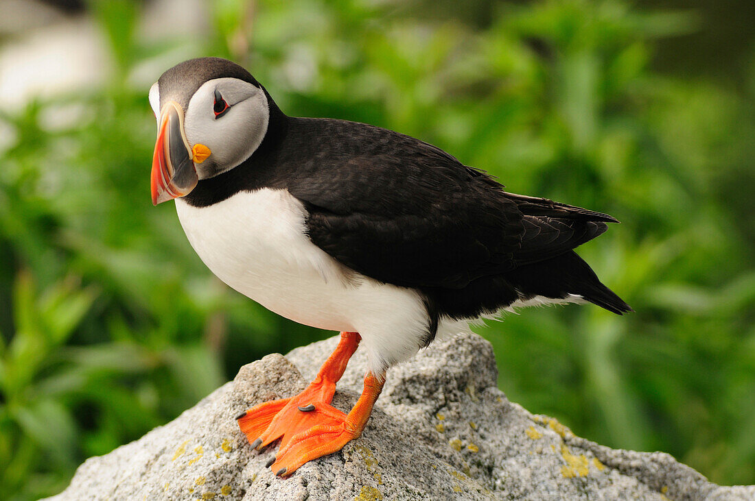 An Atlantic puffin standing on a rock by its burrow.; Machias Seal Island, Maine.