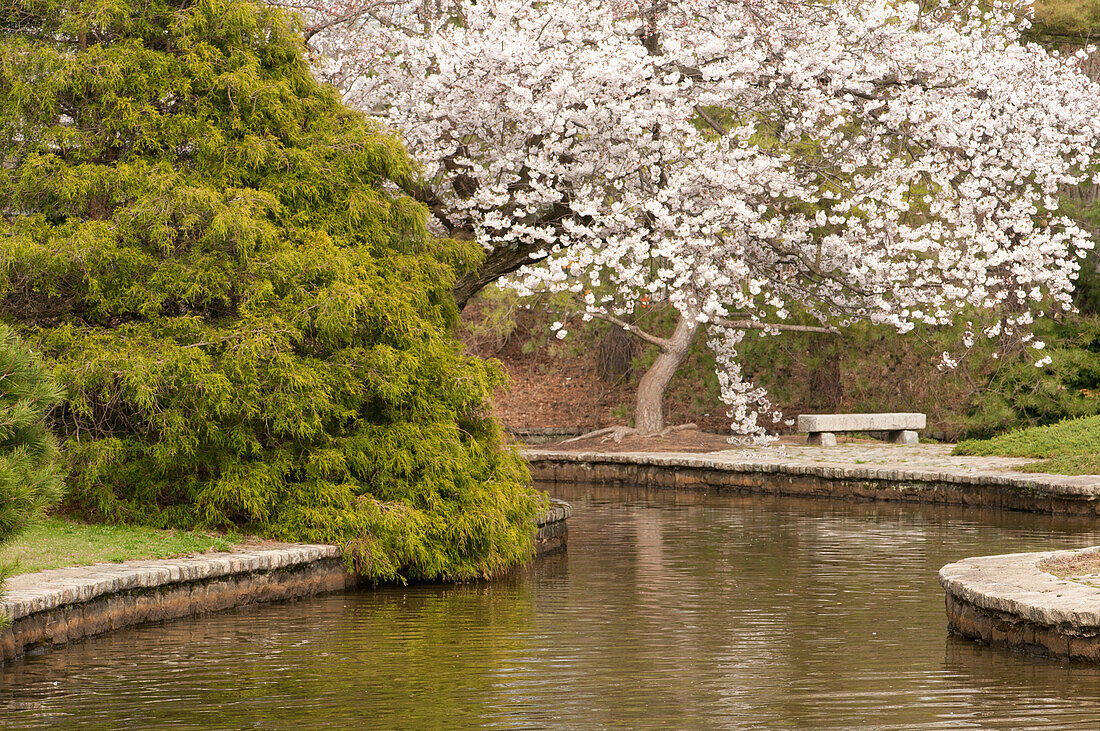 Japanischer Garten mit blühendem Kirschbaum, grünem Strauch und Teich; Roger Williams Park, Providence, Rhode Island.