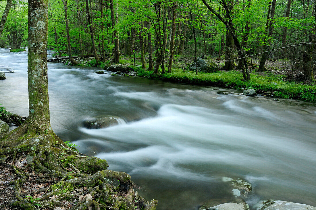 Blick auf den Little River und den umliegenden Wald im Frühling; Little River, Great Smoky Mountains National Park, Tennessee.