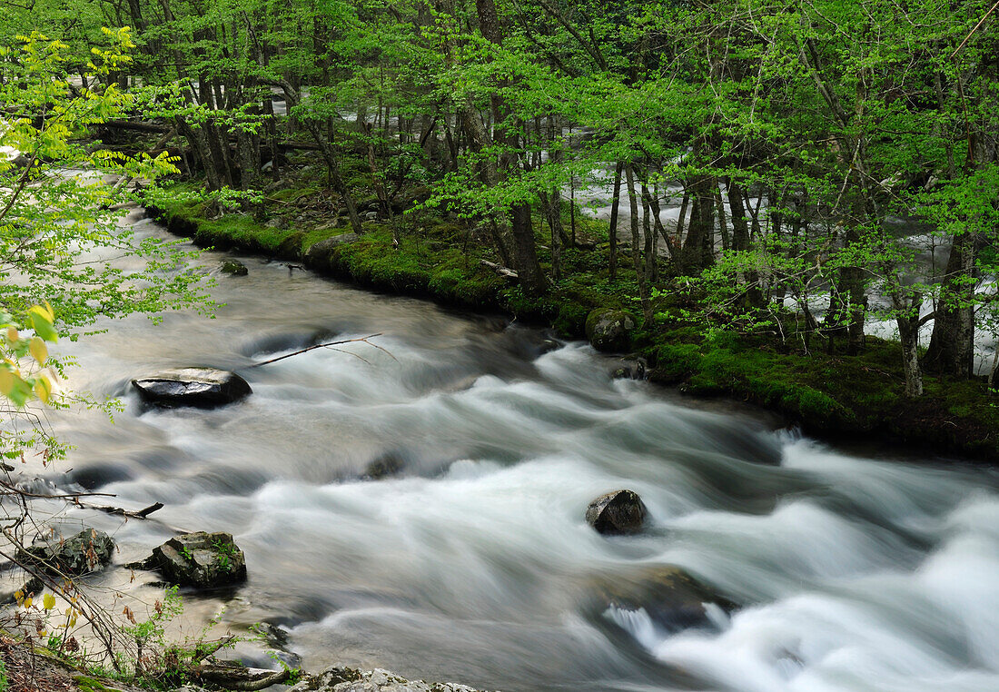Blick auf den Little River vom Ufer aus im Frühling; Little River, Great Smoky Mountains National Park, Tennessee.