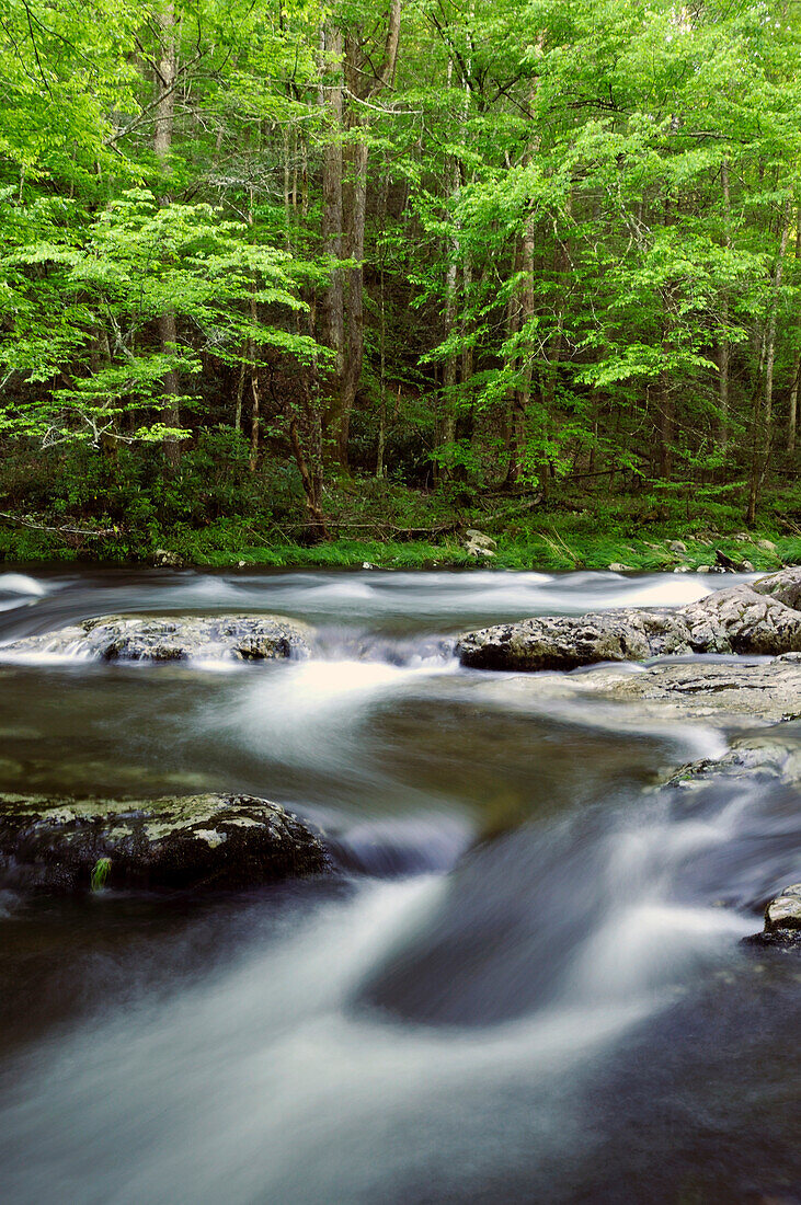 Blick auf den rauschenden Little River und Wald im Frühling; Little River, Great Smoky Mountains National Park, Tennessee.