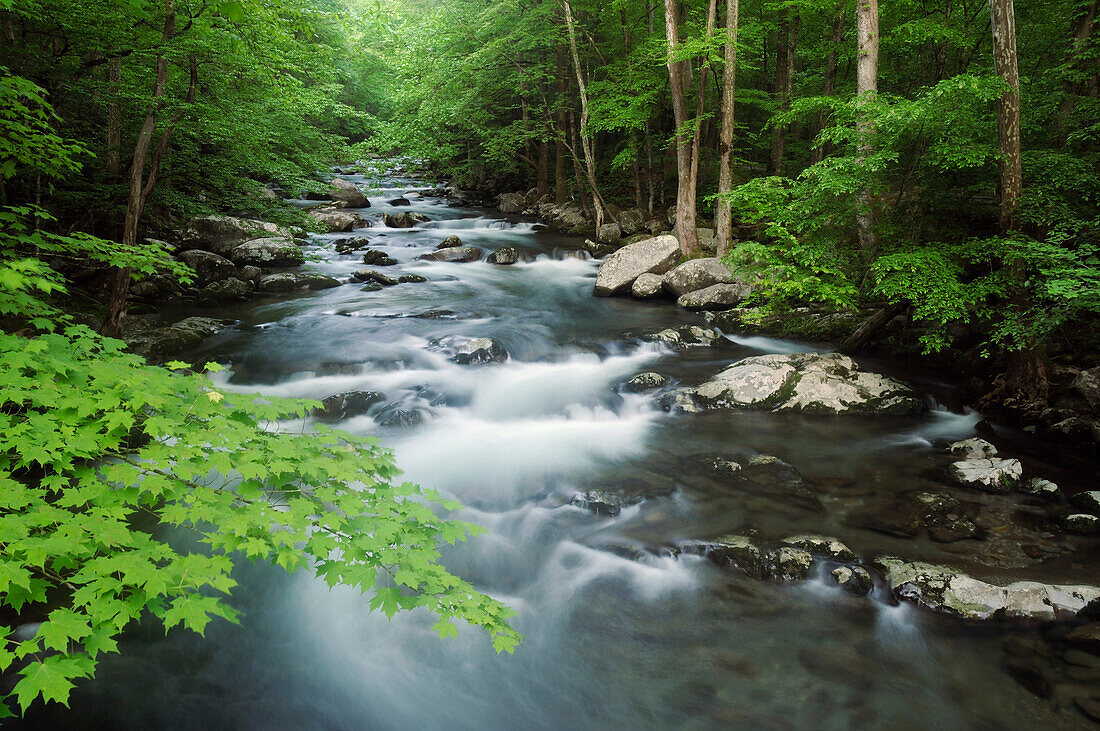 Blick auf den Big Creek im Frühling; Big Creek, Great Smoky Mountains National Park, North Carolina.