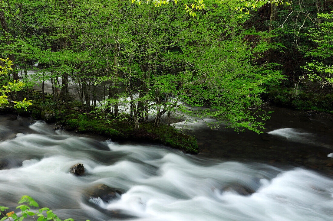 Water rushing through the Little River in spring.; Little River, Great Smoky Mountains National Park, Tennessee.