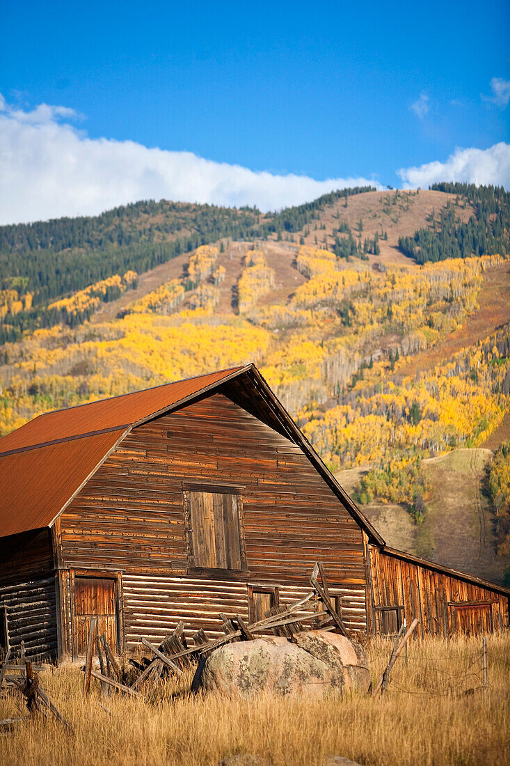 The famous Steamboat Barn (More Barn) and fall colors on the mountainside; Steamboat Springs, Colorado, United States of America