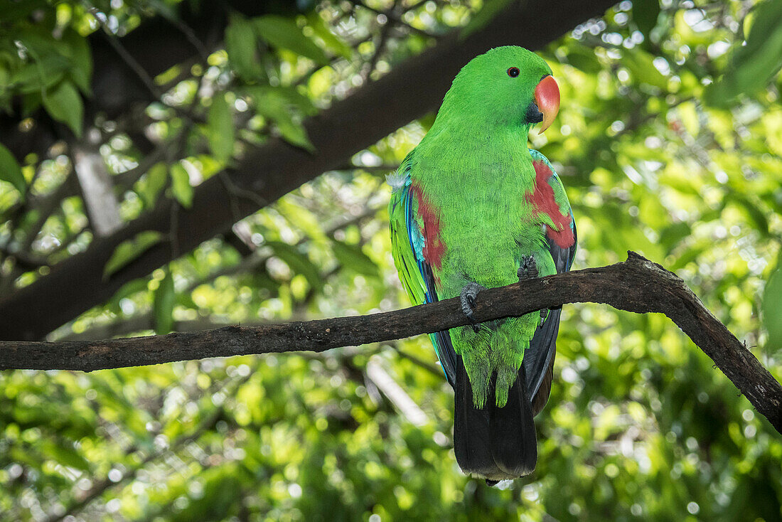 Männlicher Eklektus-Papagei (Eclectus roratus) sitzt auf einem Ast im Naturpark von Port Moresby, Papua-Neuguinea. Endemisch auf den Salomonen, Sumba, Neuguinea, Nordost-Australien und den Maluku-Inseln (Molukken); Port Moresby, Papua-Neuguinea