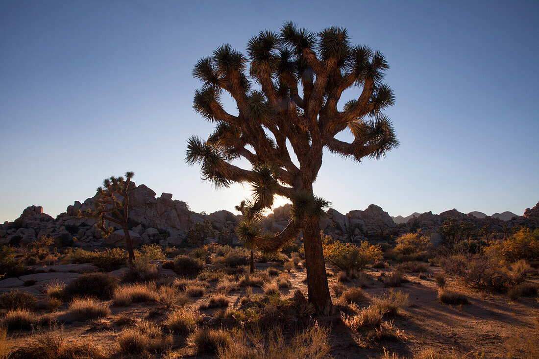 The sun sets behind a Joshua tree.