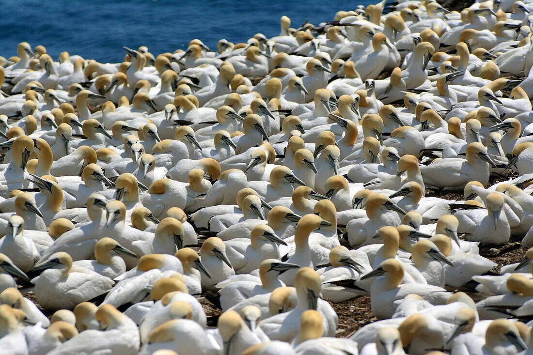 One of the world's largest breeding colonies of northern gannets on Bonaventure Island.; Bonaventure Island, Quebec, Canada.
