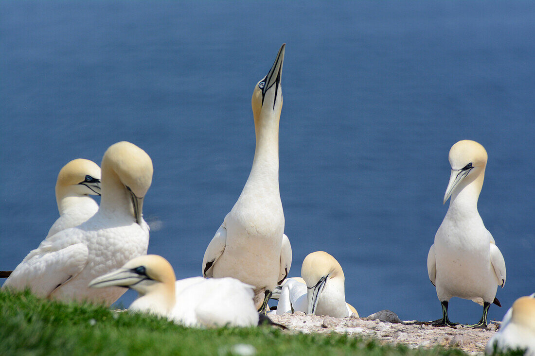 Ein Basstölpel am Rande seiner Brutkolonie hebt den Kopf und bereitet sich auf den Flug vor; Bonaventure Island, Québec, Kanada.