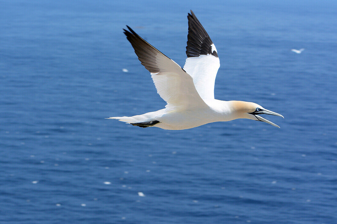 A northern gannet, Morus bassanus, in flight over the Gulf of Saint Lawrence.; Bonaventure Island, Quebec, Canada.