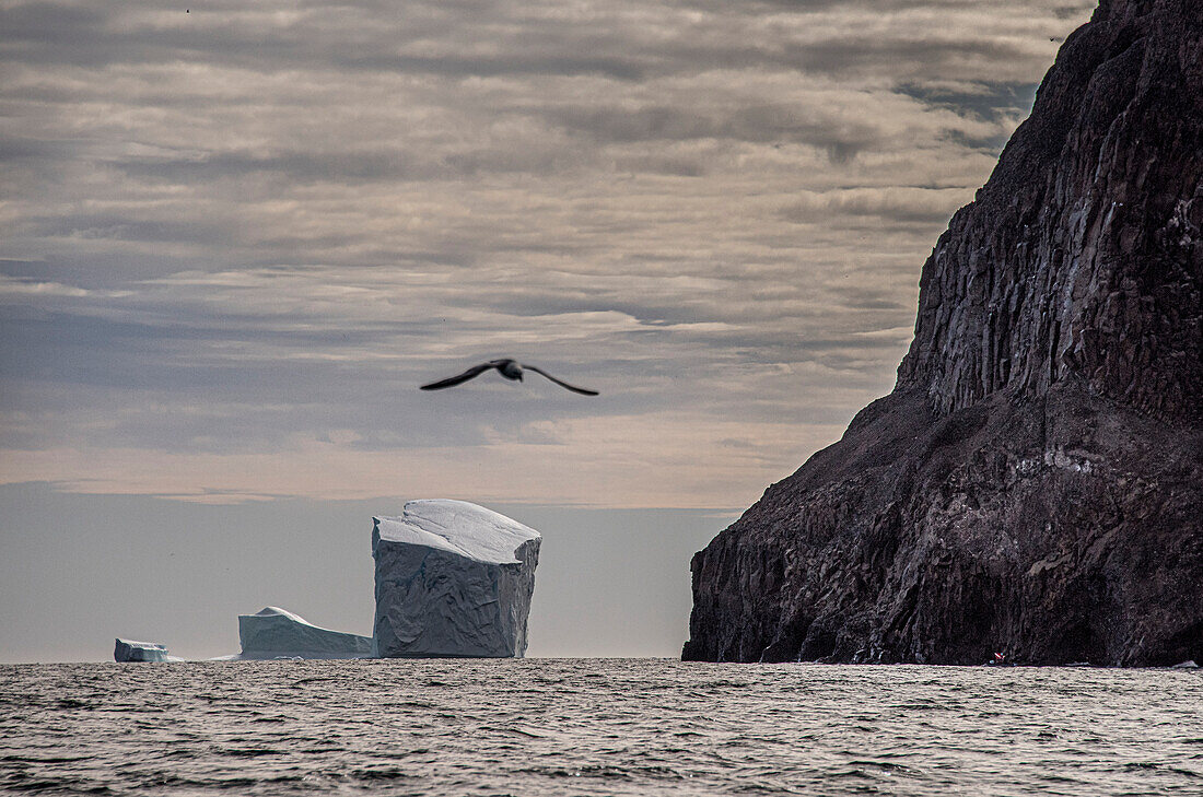 Eisberg im grönländischen Scoresbysund Fjord mit einem Vogel, der über den Ozean entlang der Küstenlinie fliegt; Grönland