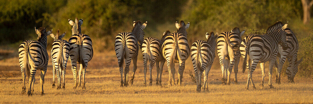 Panorama of Plains zebras (Equus quagga) walking towards bushes in Chobe National Park; Botswana