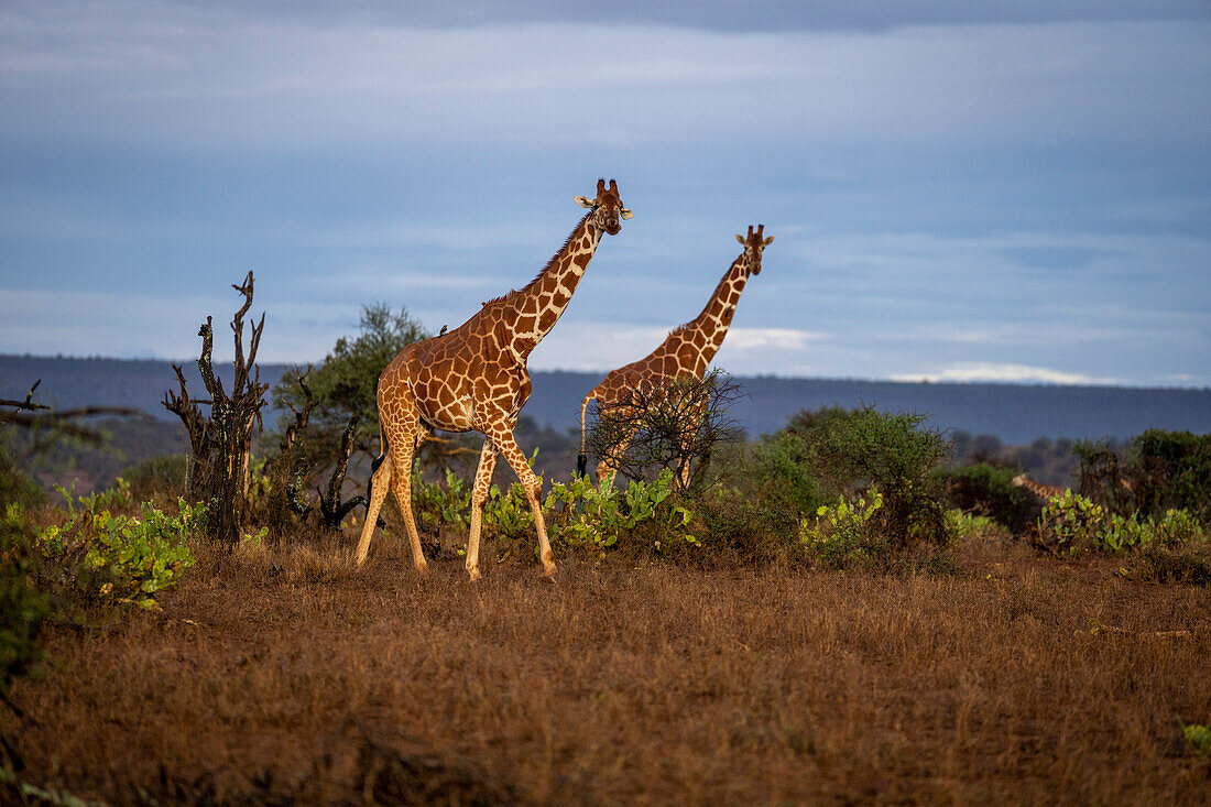 Two Reticulated giraffes (Giraffa camelopardalis reticulata) cross savannah at sunrise; Kenya