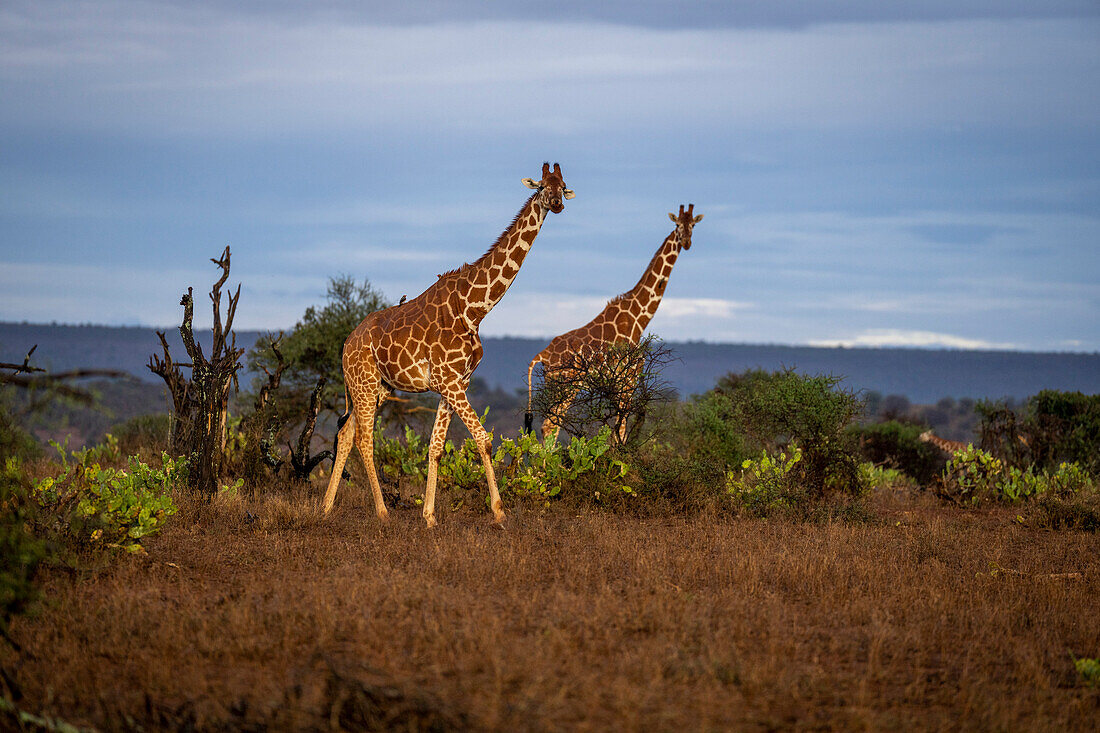 Zwei Netzgiraffen (Giraffa camelopardalis reticulata) durchqueren Savanne bei Sonnenaufgang; Kenia