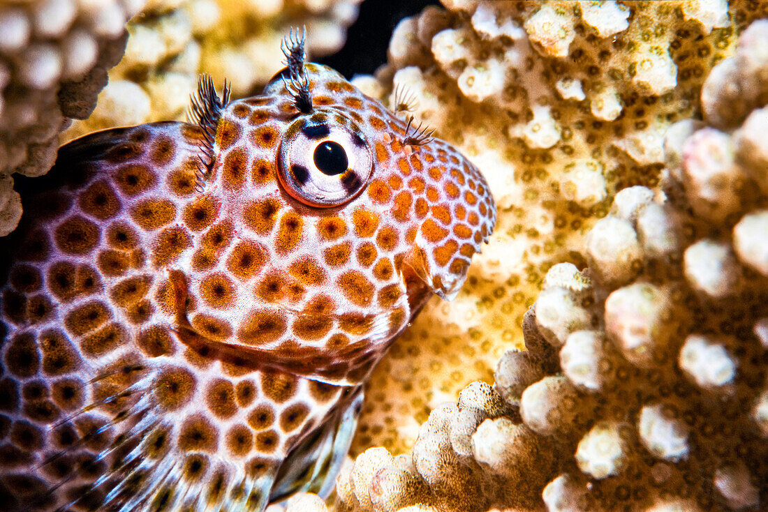 Leopard Blenny (Exallias brevis) in a coral reef of the Pacific Ocean; Hawaii, United States of America