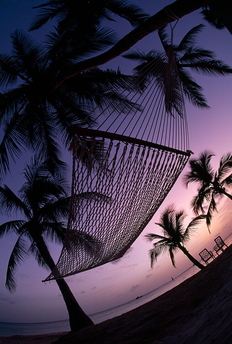 Hängematte hängt zwischen zwei Palmen, Silhouette im Sonnenuntergang; Key West, Florida, Vereinigte Staaten von Amerika