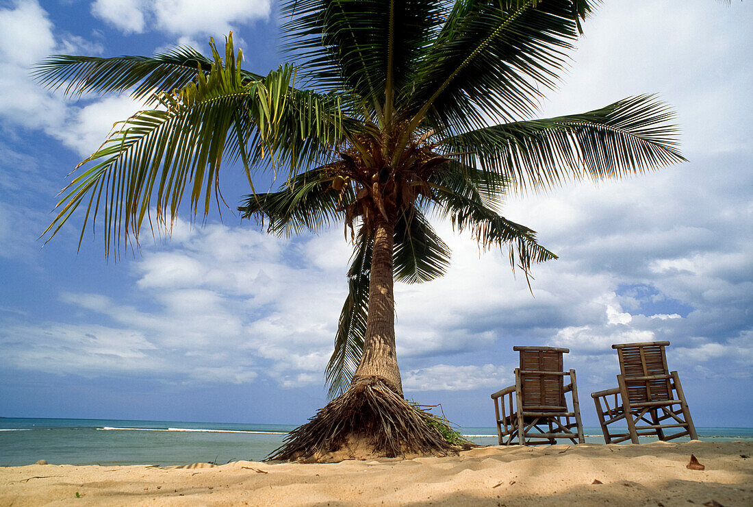 Palm tree near two chairs on the beach; Andros Island, Bahamas