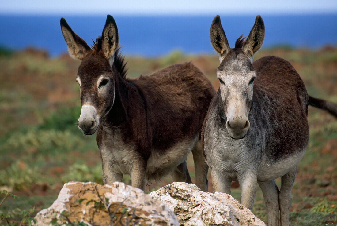 Zwei Esel in der Nähe der Küste in Santorini, Griechenland; Santorini, Griechenland