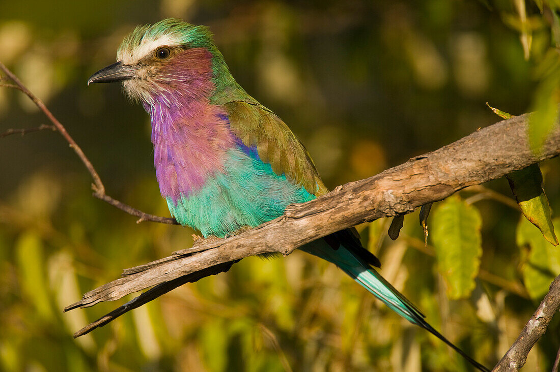 Fliederbrust-Rollvogel (Coracias caudata) beim Sitzen; Masai Mara, Kenia