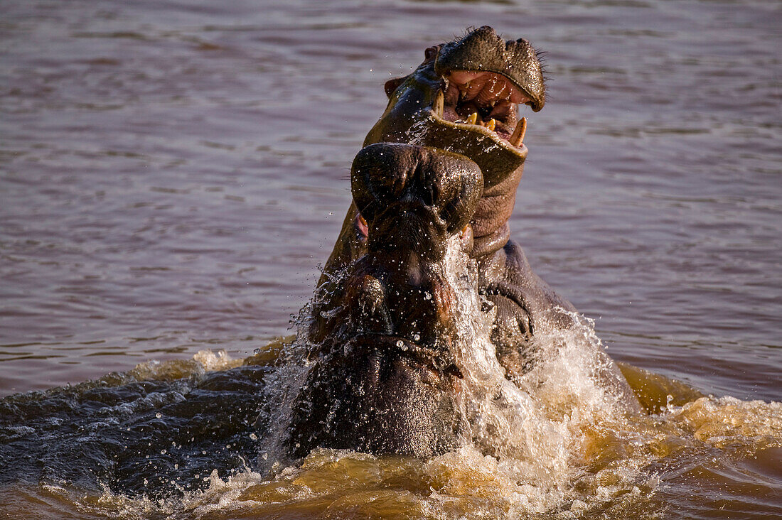 Flusspferde (Hippopotamus amphibius) im Mara Fluss im Masai Mara Nationalreservat, Kenia; Kenia