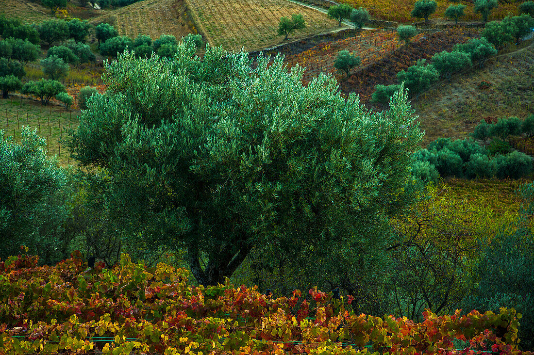 Olivenbaum und Weinberge im Herbst im Douro Flusstal in Portugal; Douro Flusstal, Portugal
