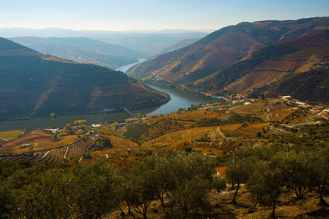 Weinberge auf den Hügeln entlang des Douro Flusstals in Portugal; Douro Flusstal, Portugal
