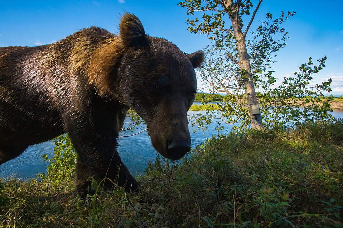 Sibirischer Braunbär (Ursus arctos beringianus) fotografiert mit einer Kamerafalle; Kronotsky Zapovednik, Kamtschatka, Russland