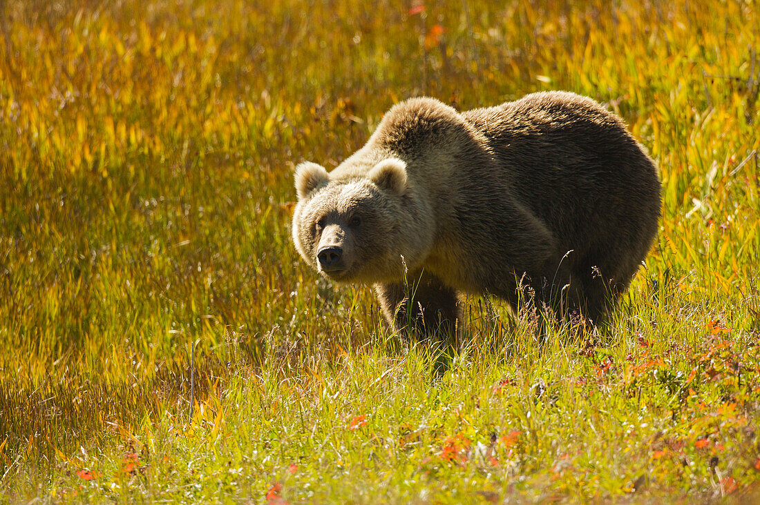 Siberian brown bear (Ursus arctos beringianus) in a flowering field; Kronotsky Zapovednik, Kamchatka, Russia