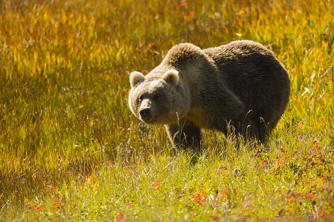 Sibirischer Braunbär (Ursus arctos beringianus) in einem blühenden Feld; Kronotsky Zapovednik, Kamtschatka, Russland