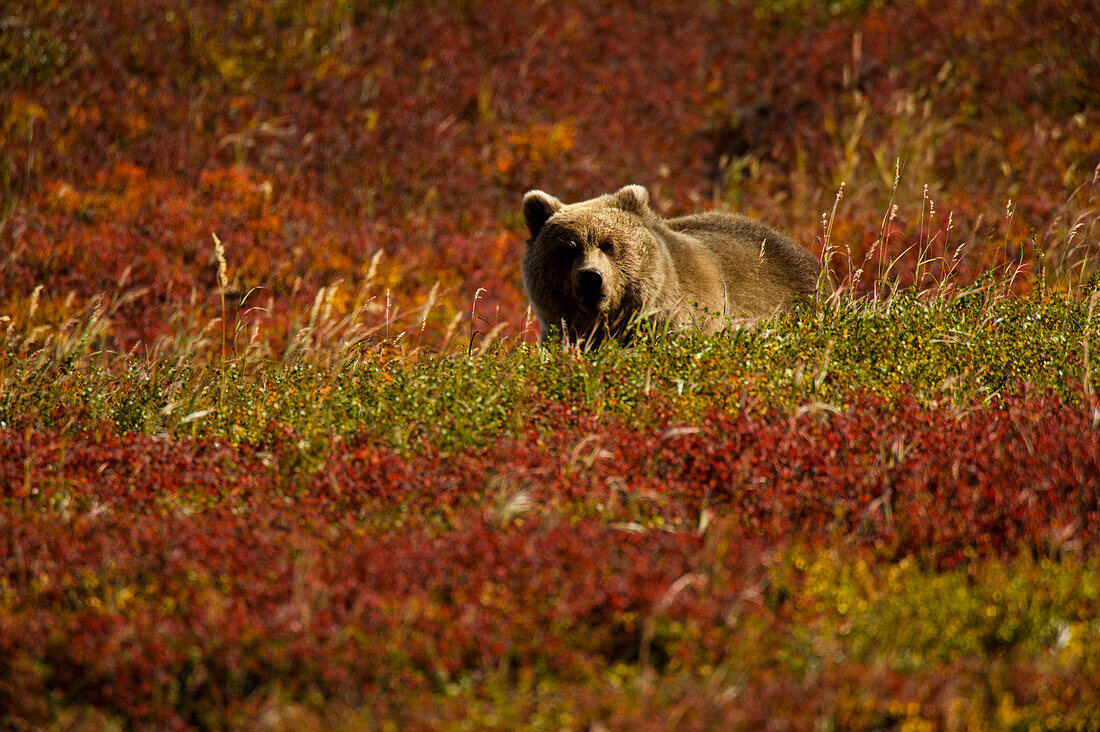 Sibirischer Braunbär (Ursus arctos beringianus) in der Tundra; Kronotsky Zapovednik, Kamtschatka, Russland